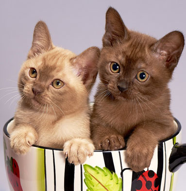 Pet Sitting