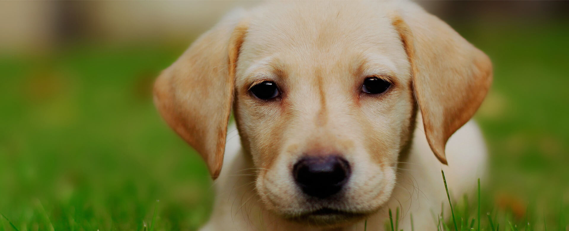 DOG TRAINING