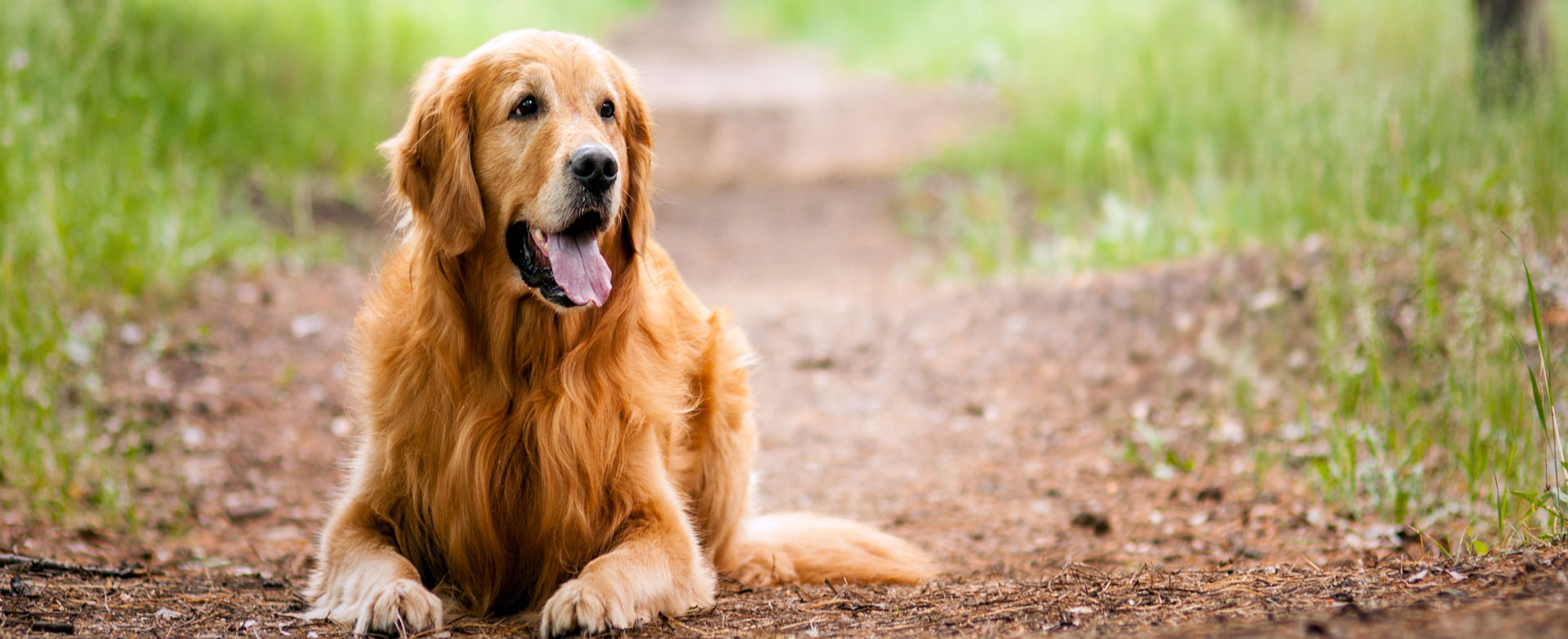 DOG WALKING